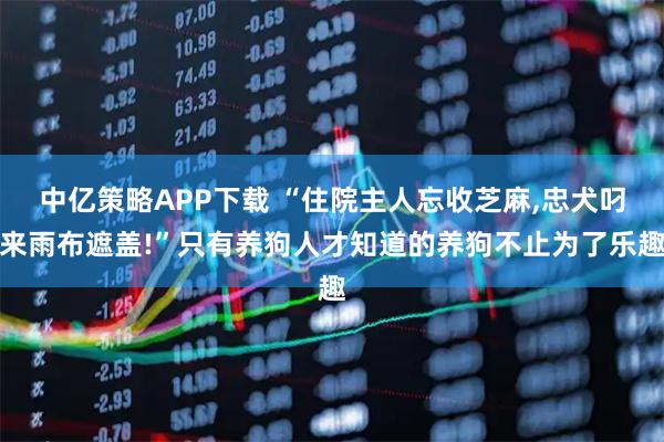 中亿策略APP下载 “住院主人忘收芝麻,忠犬叼来雨布遮盖!”只有养狗人才知道的养狗不止为了乐趣